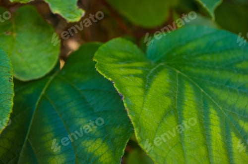 Preview: Green Kiwi Leaves On The Vine, Close Up