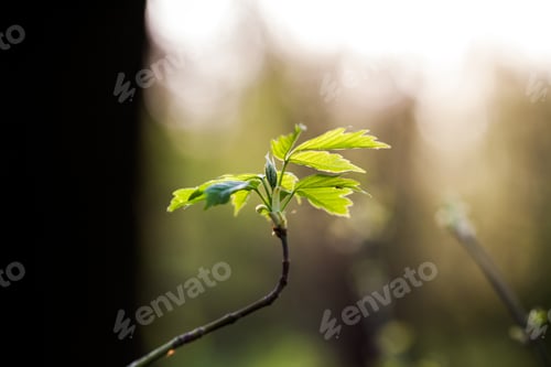 Preview: Light Green Leaves On Dark Green, Natural Background