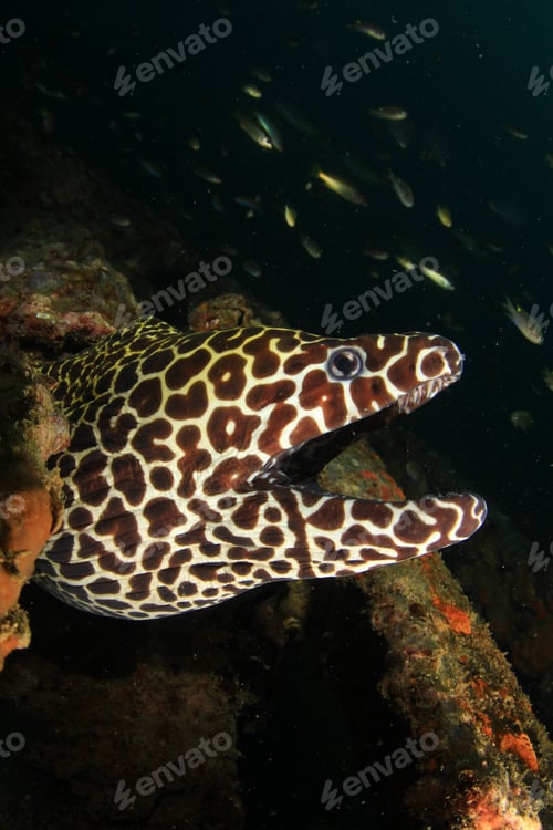 Preview: Honeycomb Moray Eel Portrait