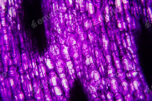 Preview: Tulip Stem Cells At The Microscope