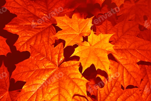 Preview: Autumn Landscape With Bright Colorful Leaves. Indian Summer. Foliage.