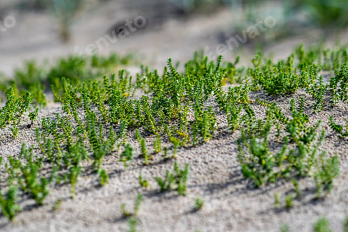Preview: Empty Sea Beach With Sand Dunes And Dry Tree Trunks Washed To The Shore In Summer. Calm Water