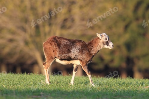 Preview: Big European Mouflon On The Grassland Wild Animal In The Nature Habitat, Saxony , Germany