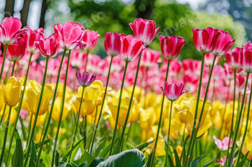 Preview: Blooming Tulips In The Spring Garden
