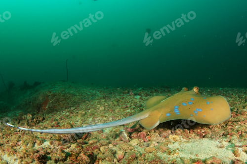 Preview: Blue-Spotted Stingray