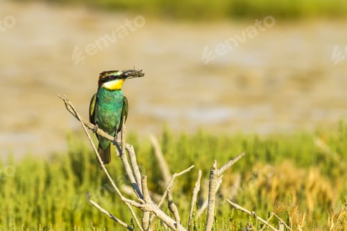 Preview: Colorful Bird And Its Hunt. Green Yellow Nature Background. Bird: European Bee Eater. Merops