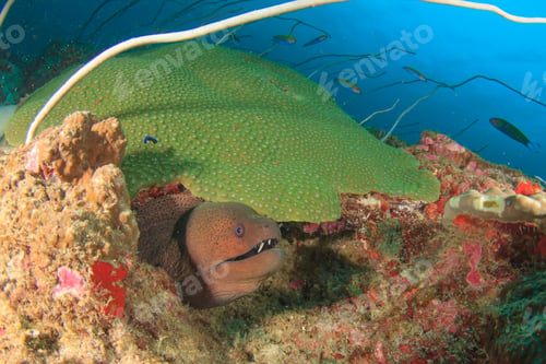 Preview: Moray Eel And Coral Reef