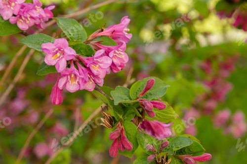 Preview: Flowers Of Weigela Florida. Blooming Pink Weigela (Weigela Florida) In Spring Garden In Sunny Day
