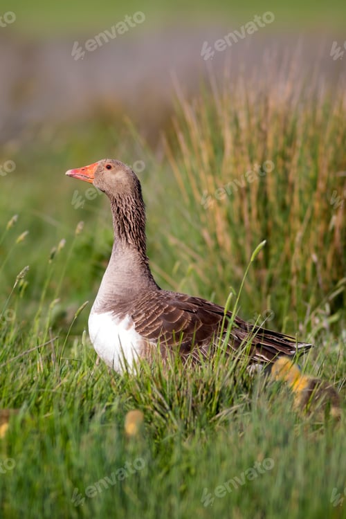 Preview: Goose Family. Green Nature Habitat Background. Birds: Greylag Goose. Anser Anser.