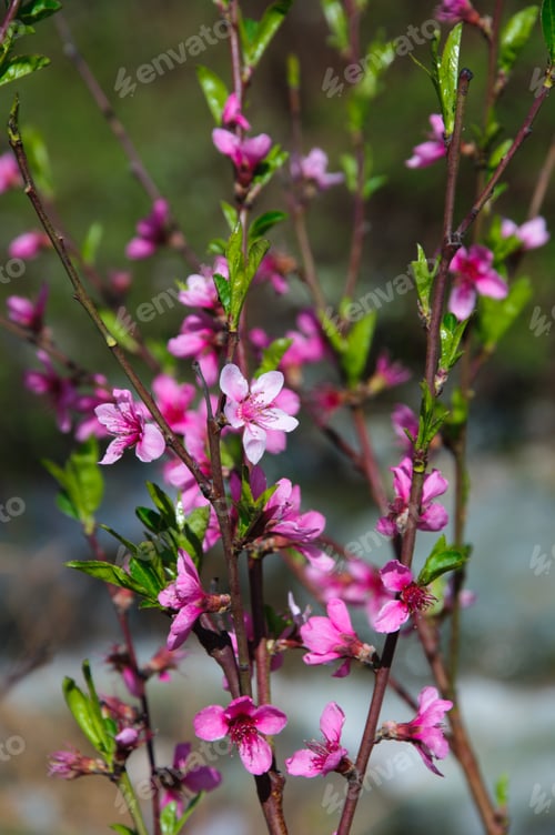 Preview: Peach Blossoms