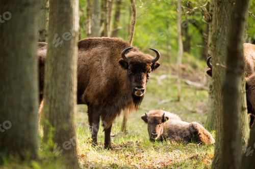 Preview: Mother European Bison With Calf In Forest