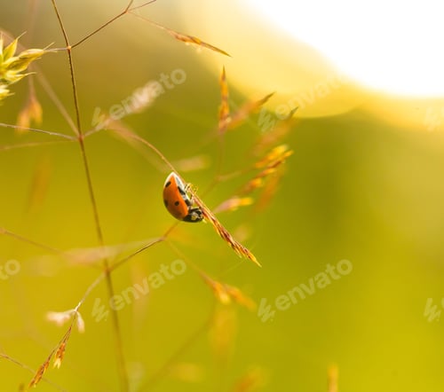 Preview: Beautiful Ladybug Siting On Grass At Summer Sunset. Insect Macro .