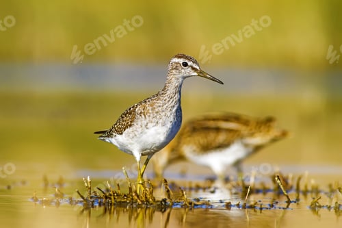 Preview: Nature And Bird. Water And Green Nature Habitat Background.