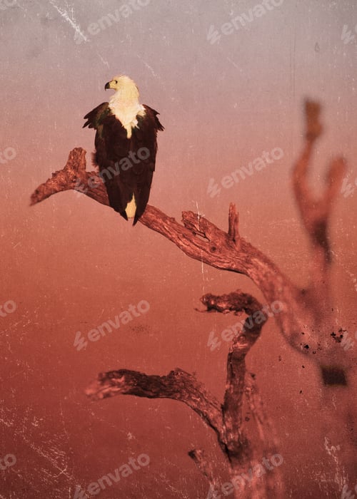 Preview: Vintage Style Image Of An African Fish Eagle At Sunset, Kruger National Park, South Africa