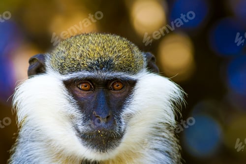 Preview: Cute Vervet Monkey. Blur Background. Monkey Portrait.