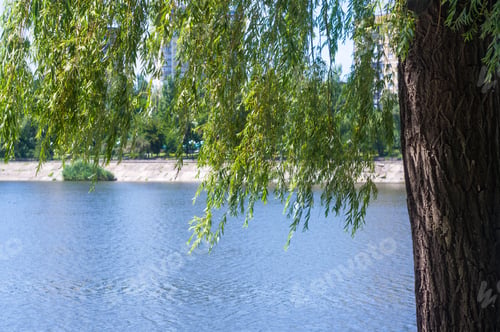 Preview: City Park Spring