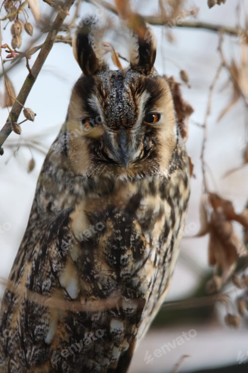 Preview: Long-Eared Owl (Asio Otus) Germany