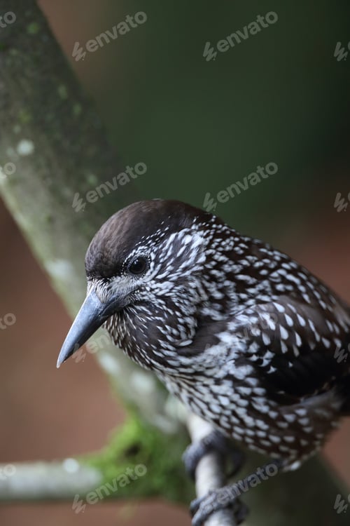 Preview: Spotted Nutcracker, Eurasian Nutcracker Black Forest Germany