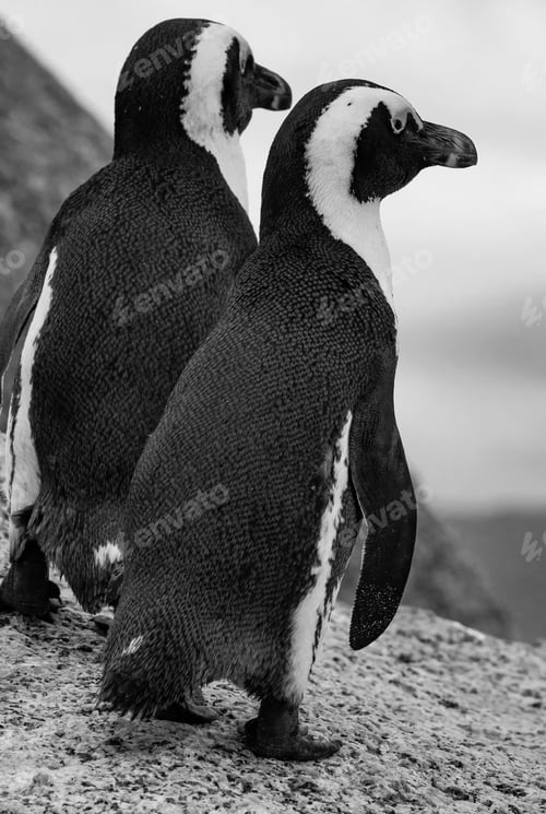 Preview: Pair Of African Penguins (Spheniscus Demersus), Simon'S Town, Western Cape, South Africa