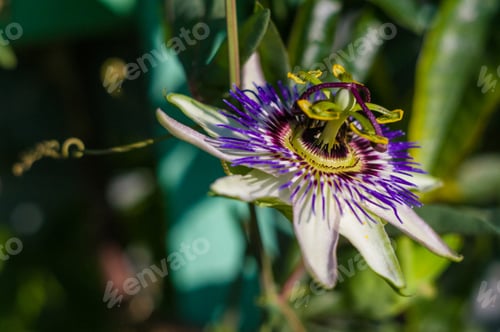 Preview: Passion Flower Passiflora Caerulea Passionflower Against Green Garden Background