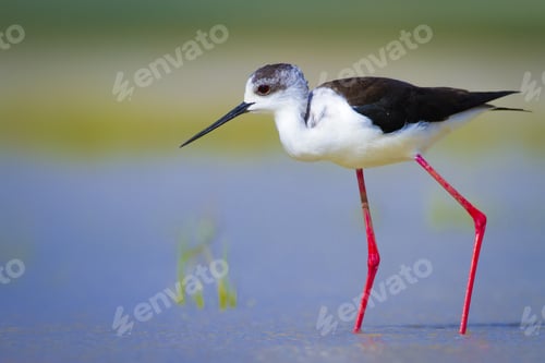 Preview: Black Winged Stilt. Himantopus Himantopus. Colorful Nature Background.