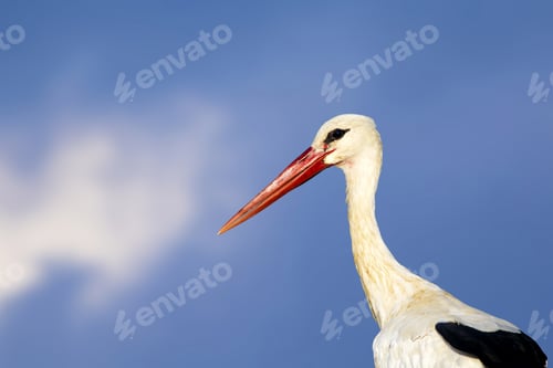 Preview: Cute Bird Stork. Isolated On Nature Background White Stork Ciconia Ciconia