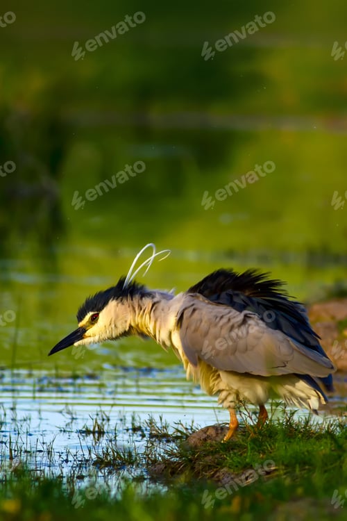 Preview: Heron. Black Crowned Night Heron.