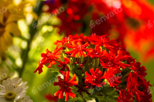 Preview: A Bouquet Of Bright Spring Flowers Of Various Types