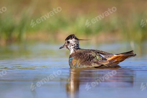 Preview: Wetland And Water Bird. Green Blue Nature Habitat Background. Common Bird: Northern Lapwing