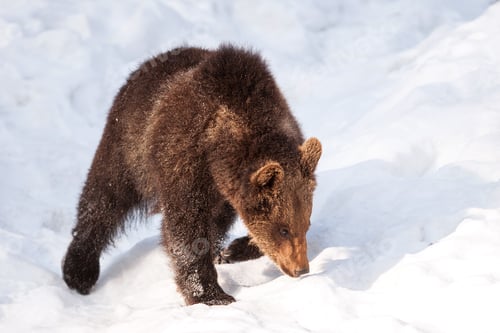Preview: Brown Bear (Ursus Arctos) In Lake Clark National Park, Alaska, Usa