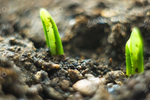 Preview: Growing Little Green Sprouts Of Young Plants In Sunlight