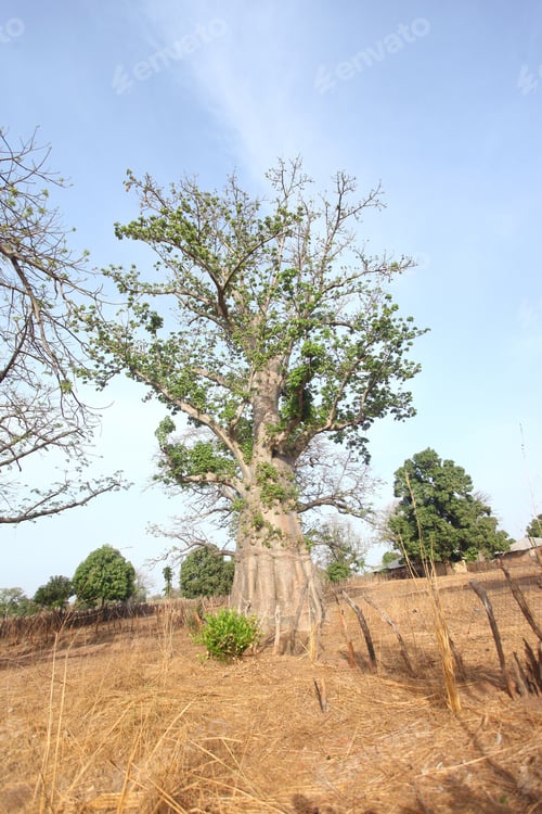 Preview: Huge African Tree On A Sunny Day