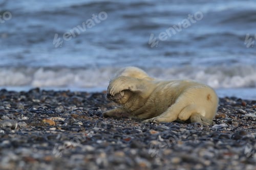 Preview: Grey Seal (Halichoerus Grypus) Pup Helgoland Germany