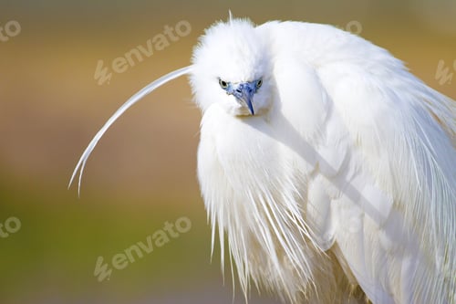 Preview: Beautiful White Heron. Colorful Nature Background. Heron: Little Egret. Egretta Garzetta.
