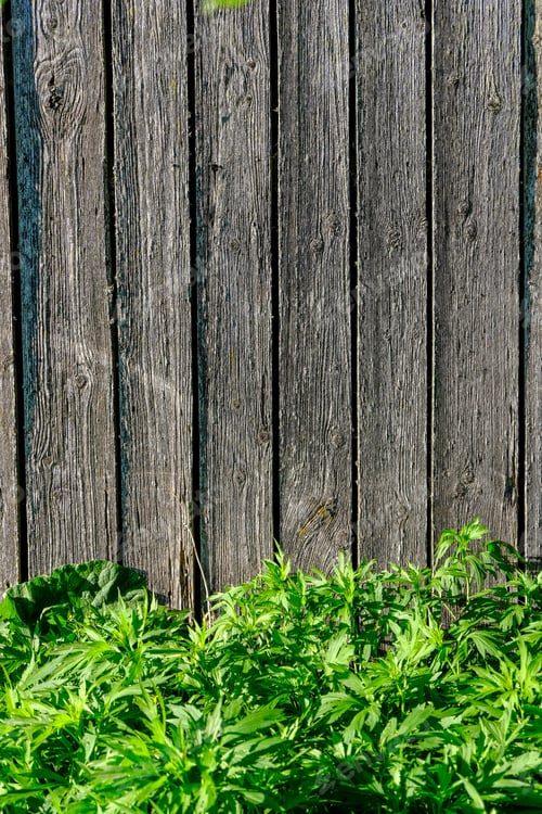 Preview: Abandoned Ruins Of Old Wooden Building In Latvia Countryside In Summer With Foliage