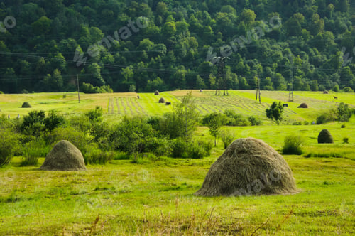 Preview: Summer Landscape