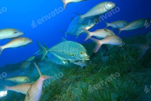 Preview: Yellow-Dotted Trevallies, Snapppers And Goatfish Hunting Over Seagrass