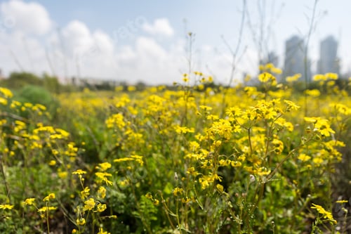 Preview: Irus Argaman Reserve In Netanya, Israel