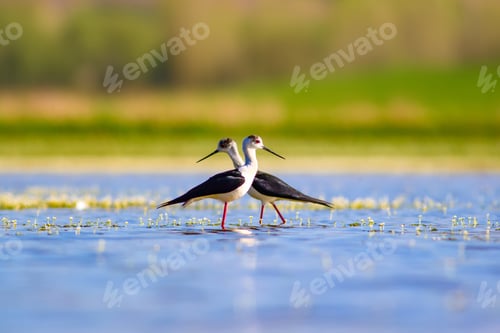Preview: Romantic Birds. Nature Background. Birds: Black Winged Stilt.