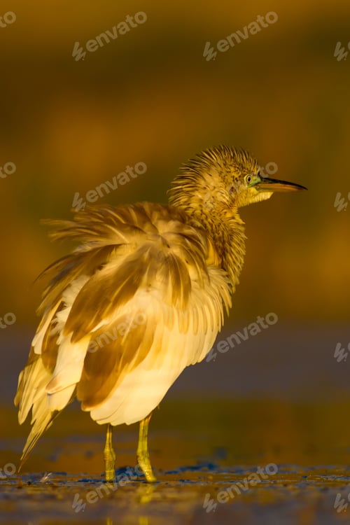 Preview: Hunting Heron. Natural Background.