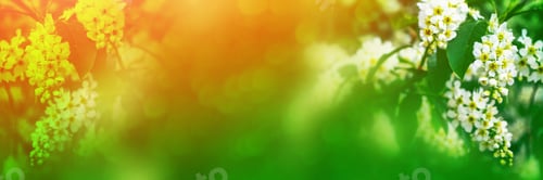 Preview: Blossoming Branch Cherry Tree. Bright Colorful Spring Flowers