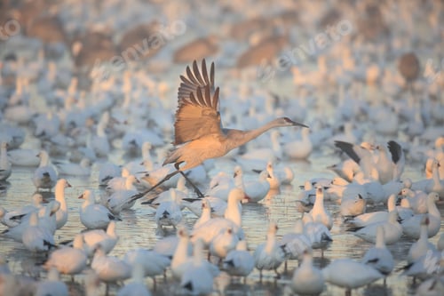Preview: Sandhill Crane Bosque Del Apache Wildlife Reserve New Mexico Usa