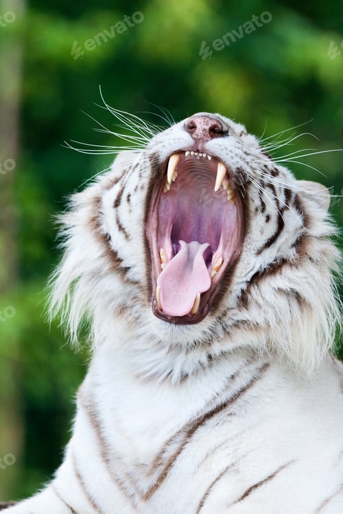 Preview: White Bengal Tiger