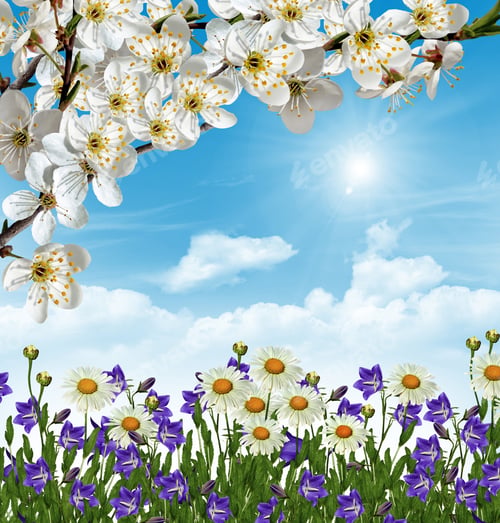 Preview: Branch Of The Cherry Blossoms Against The Blue Sky With Clouds