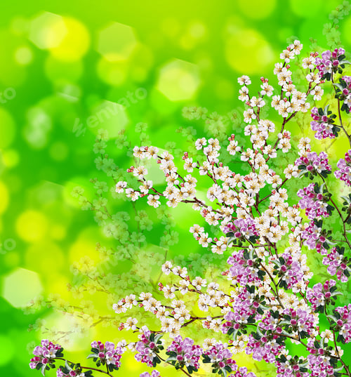 Preview: Flowering Branch Of Apricot