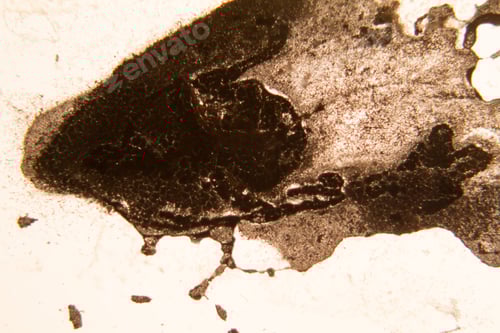 Preview: Mold At The Microscope