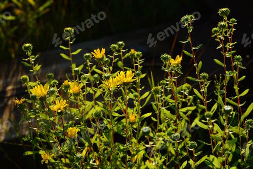 Preview: Grindelia Squarrosa (Curly-Cup Gumweed) In Natural Habitat