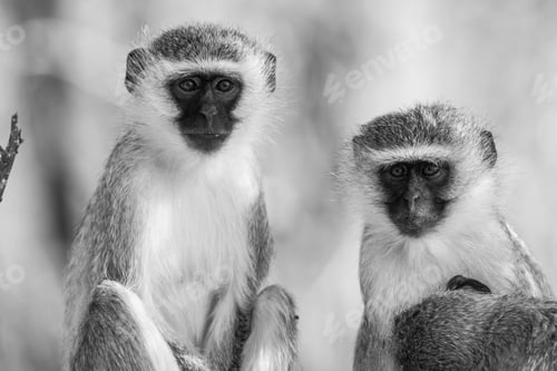 Preview: Vervet Monkeys (Chlorocebus Pygerythrus) In Kruger National Park, South Africa
