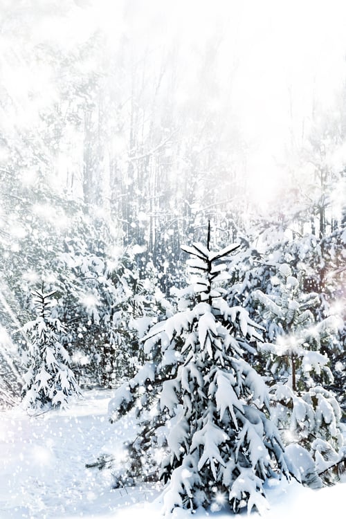 Preview: Winter Forest
