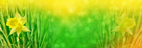 Preview: Bright And Colorful Flowers Of Daffodils On The Background Of The Spring Landscape
